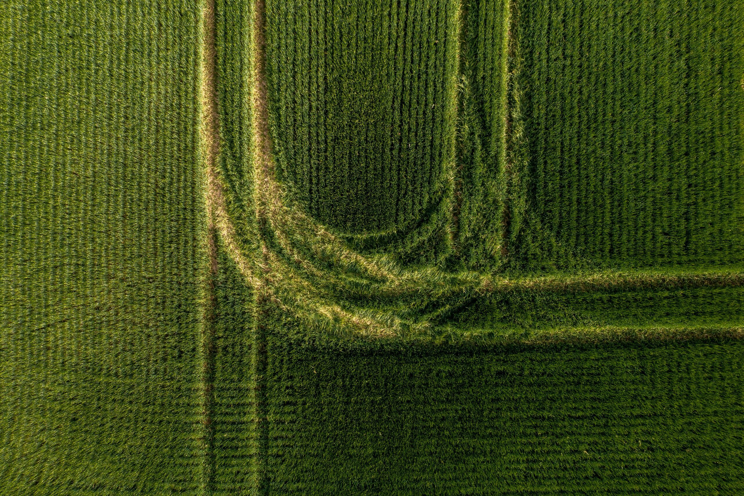 Biofuels Market in 2025: Reality vs. Hype?